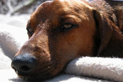 Botulismo Sintomas Perros