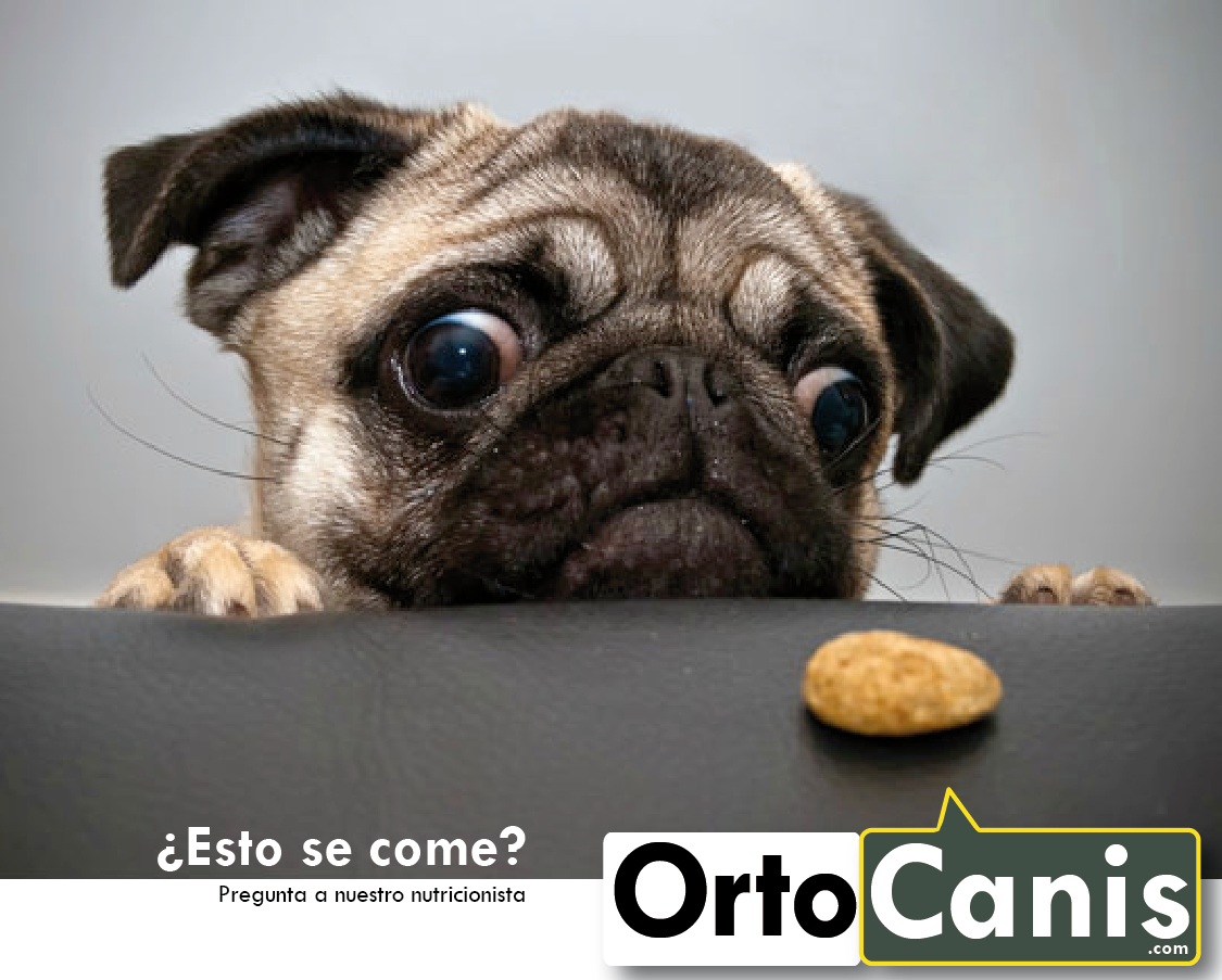 Nutrición Ortocanis