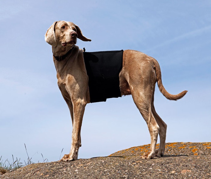 faja para el dolor de la espalda de perro