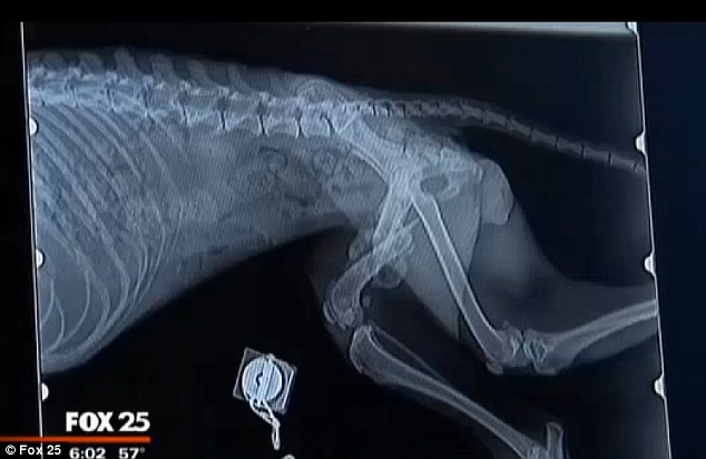 x-ray dog with fractures