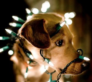 christmas-lights-dog-Favim.com-532972