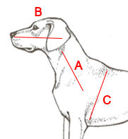 Medidas de bastón para perro ciego