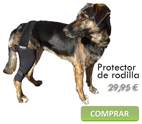 Protector de rodilla canina