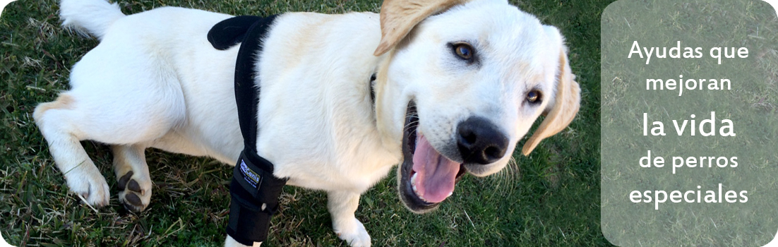 Ayudas ortopedicas para perros