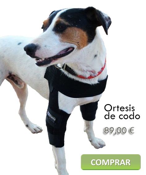 Ortesis de codo canina