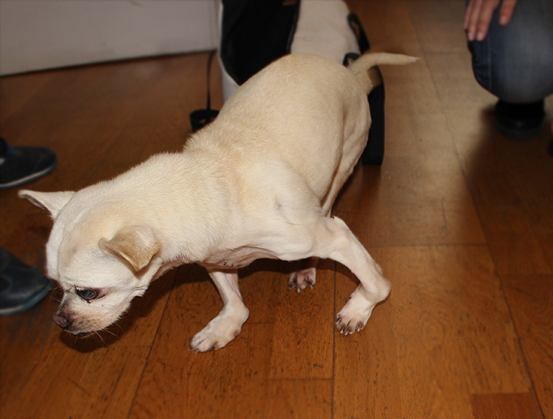 Perro ciego con carpos rotos