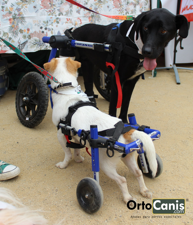 Carritos y sillas de ruedas para perros