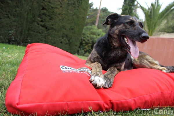 Colchón ortopédico para perros