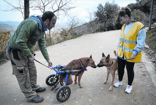 Perro atropellado y rescatado por perrera de barcelona
