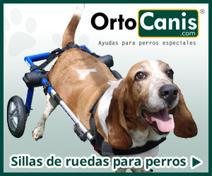 Sillas de ruedas para perros 300x250