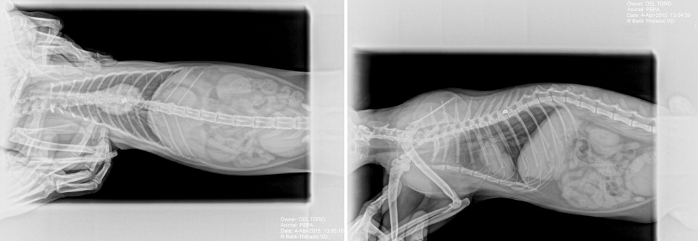 Radiografia bala en gata