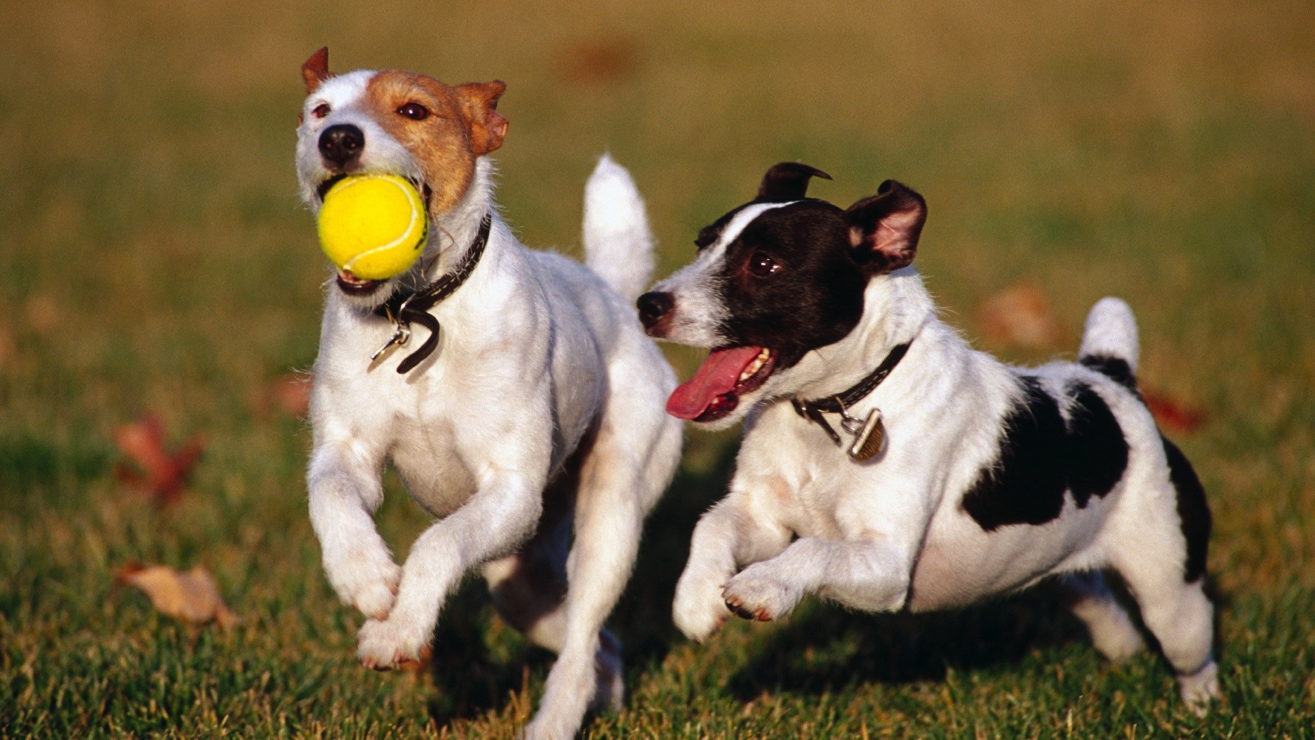 Perros-jugando