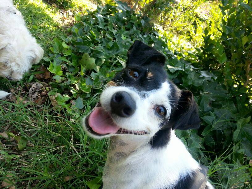 Hope: A Story of a Paralyzed Dog with a Happy Ending Hope: A Story of a Paralyzed Dog with a Happy Ending