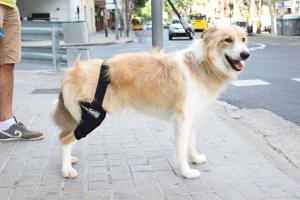 perro-rodilla-en-la-calle