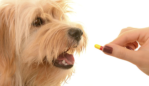 Efectos secundarios de antiinflamatorios en perros y gatos