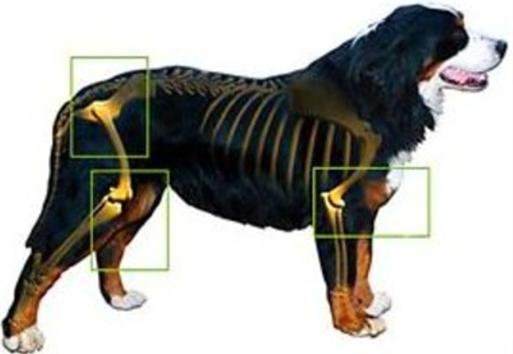 Resultado de imagen para imagenes liquido sinovial canina