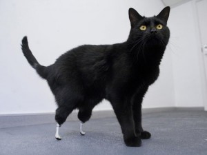 Cat with orthopedic legs
