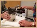Electrotherapy in cats