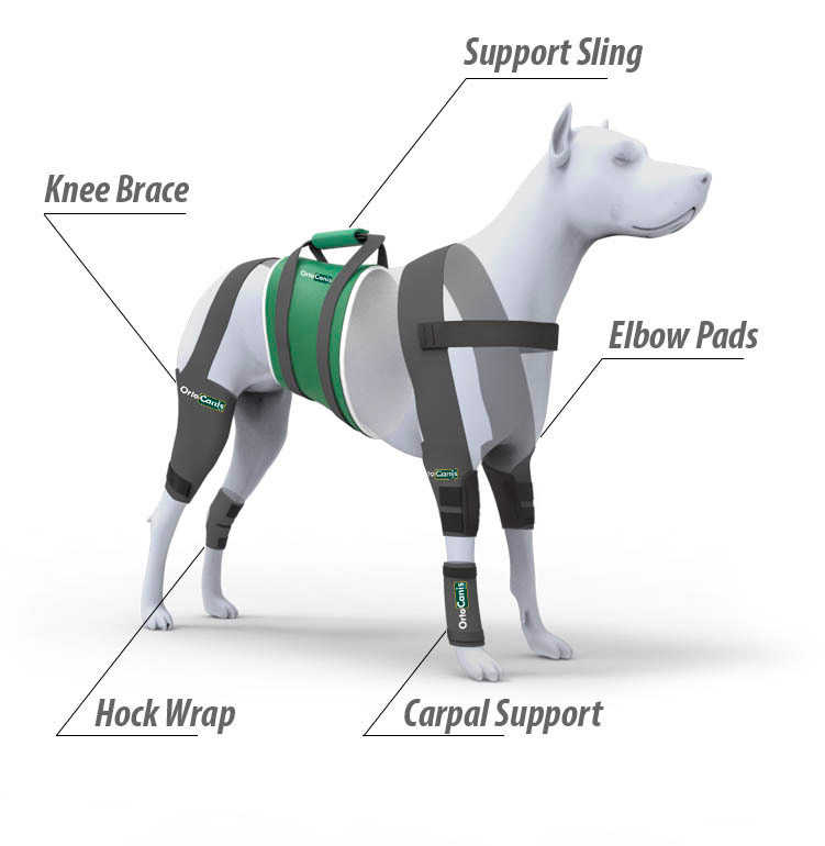 Helps for dog limping