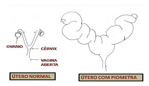 piometra