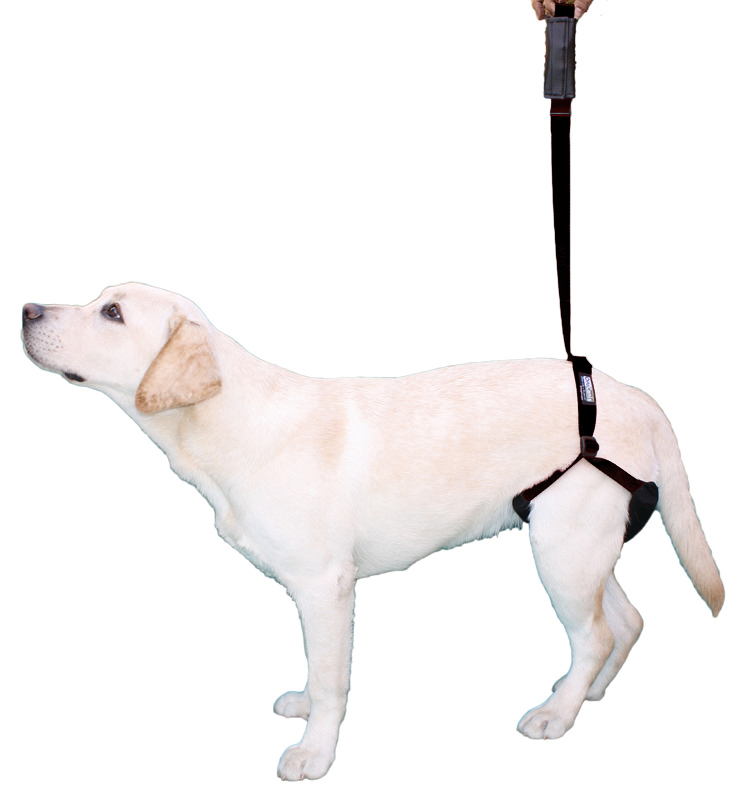 Rear support harness for dogs