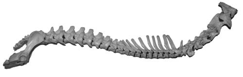 Colonna vertebrale di un cane
