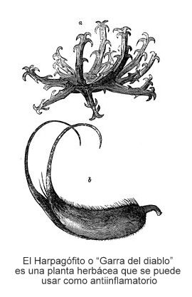 Devil's claw