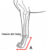 Medida A Ferula anterior para perro