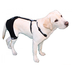 Hip support for dog with osteoarthritis