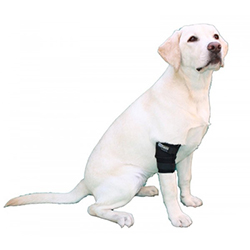 Canine elbow brace pack
