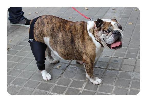 Canine Osteoarthritis Canine Osteoarthritis