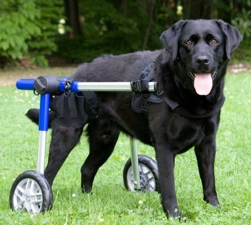Wheelchair for dogs