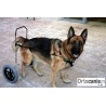 Chien fauteuil roulant