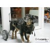 Chien fauteuil roulant