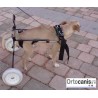 Chien fauteuil roulant