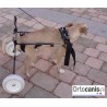 Silla de ruedas para perro