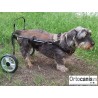 Cadeira de rodas para cachorro
