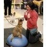 Exercice Bosu