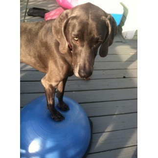 Bosu exercice