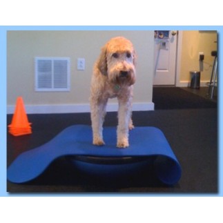 Bosu Balance Trainer