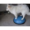 Bosu Balance Trainer position statique