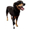 protesis para perro