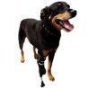 buy Dog Prosthetic leg - Custom-designed orthosis