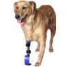 Protesis para perro amputado