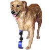 buy Dog Prosthetic leg - Custom-designed orthosis