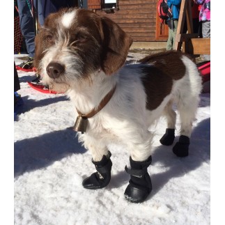 Carteles Sierra empieza la acción Zapatos para perro, botines perro, guantes para perro