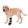 Orthopedic splint dog. Forelimb.