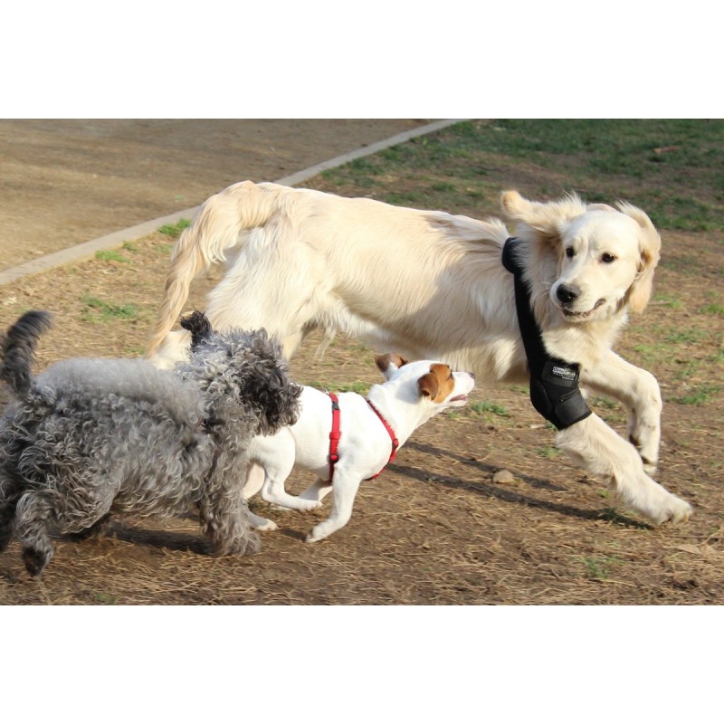 Ortocanis Dog Elbow Pads