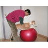 kaufen Gymnastikball zur Hundephysiotherapie - Rehabilitation