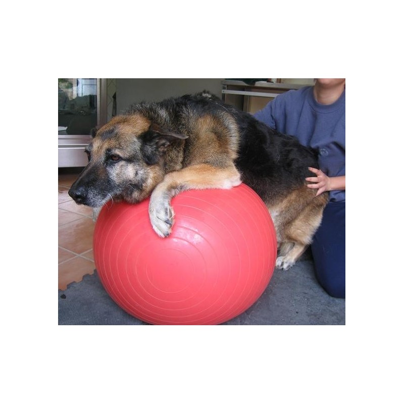 bobath balls,theraband balls,proprioception